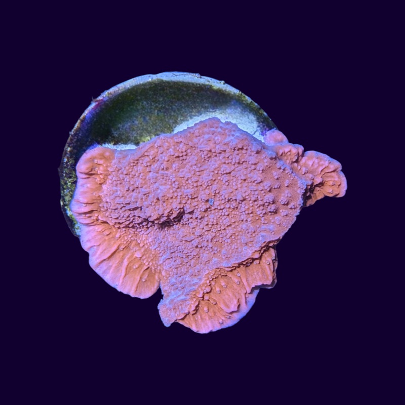 Red Montipora Cap (UK Grown)
