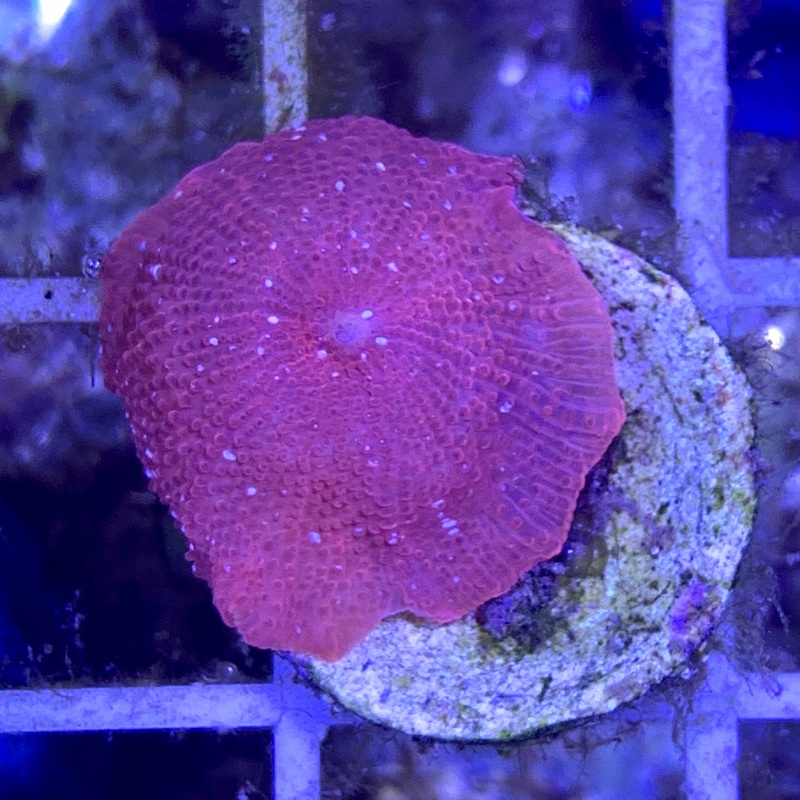 Rusty Red Mushroom