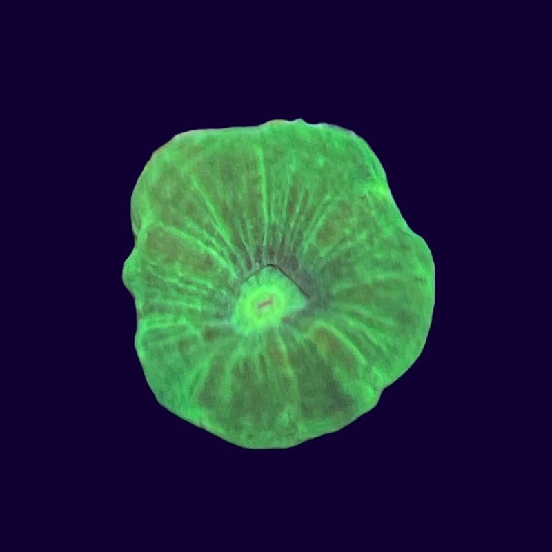 Toxic Green Candy Cane