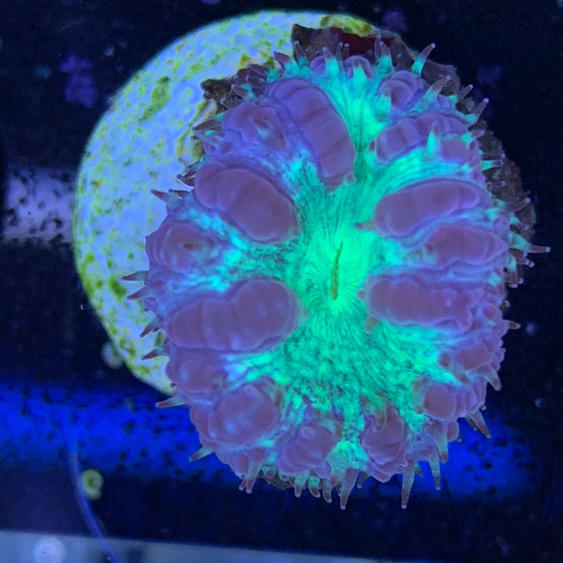 1 Head Grey / Green Blastomussa