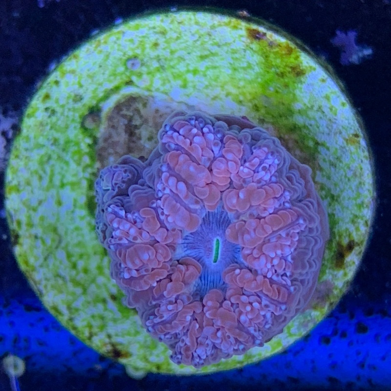 1 Head Red / Blue Blastomussa