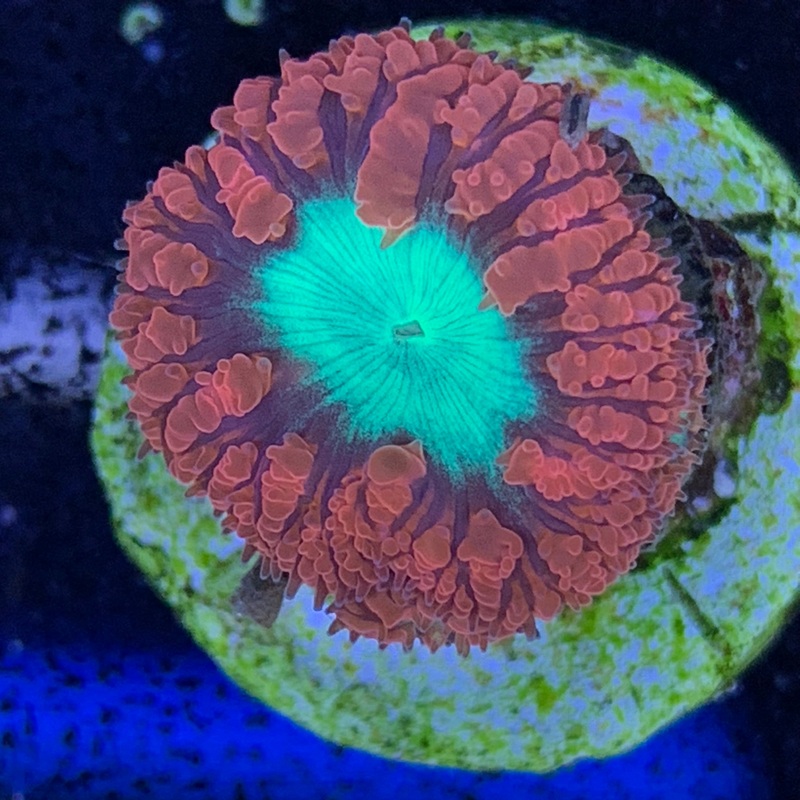 1 Head Red / Green Blastomussa