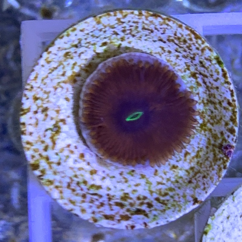 1 Polyp Zoa frag