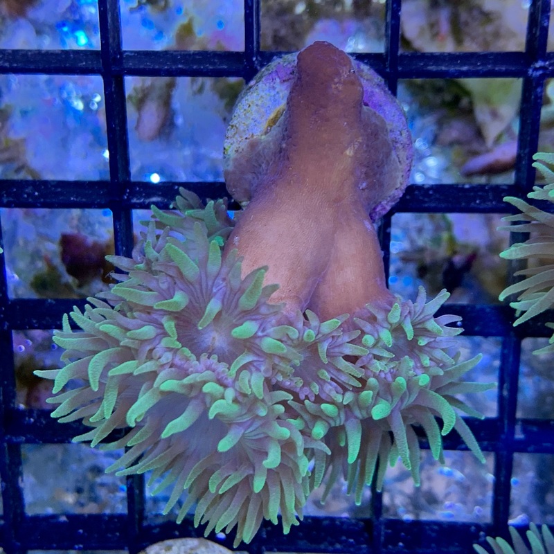 2+ Head Duncan