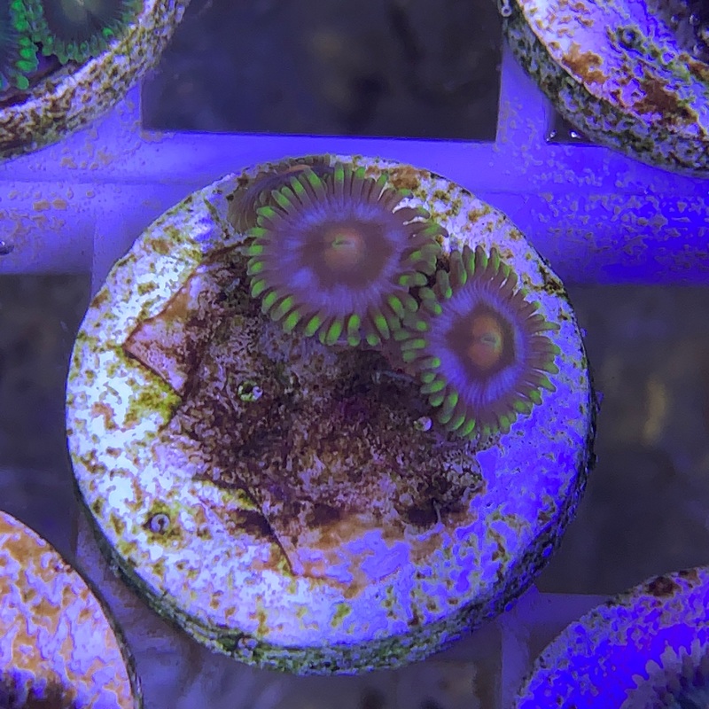 2 Polyp Zoa frag