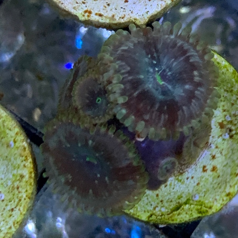 2 Polyp Zoa frag + Pups