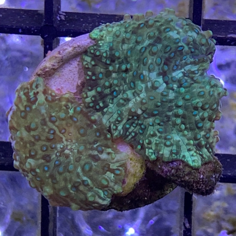 2 x Galactix Mushrooms