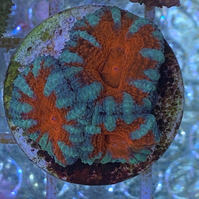3 Head Acan Frag
