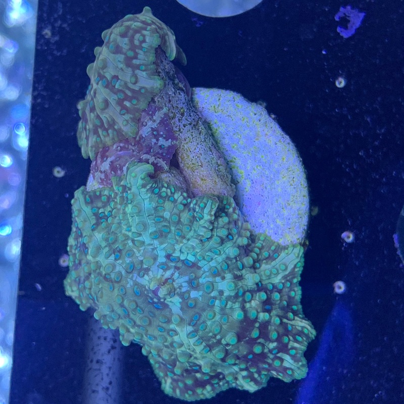 3 Head Galactix Mushroom