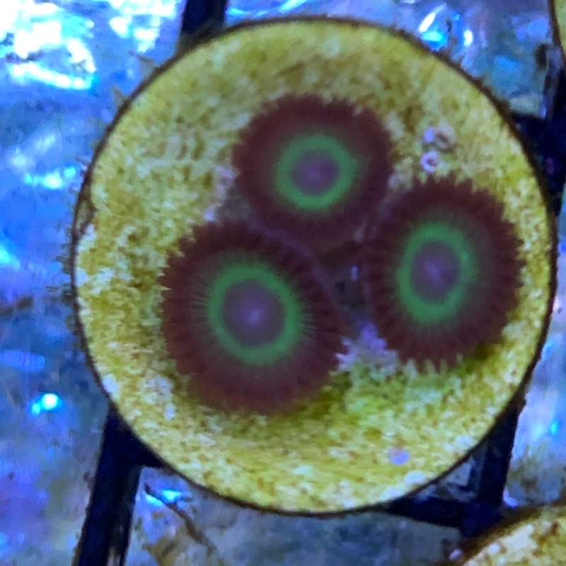 3 Polyp Zoa frag