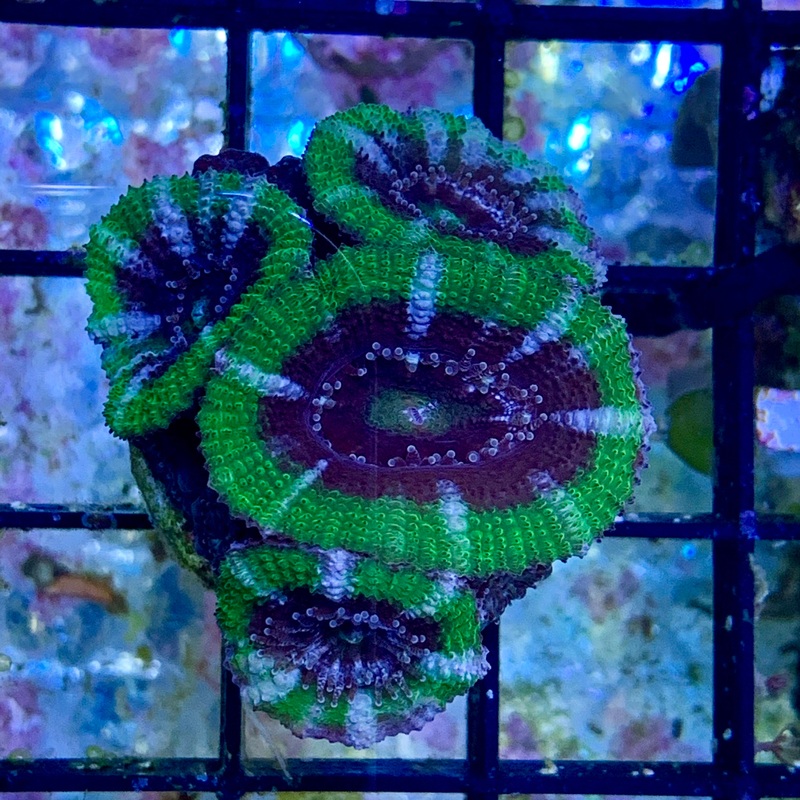 4 Head Acan Frag