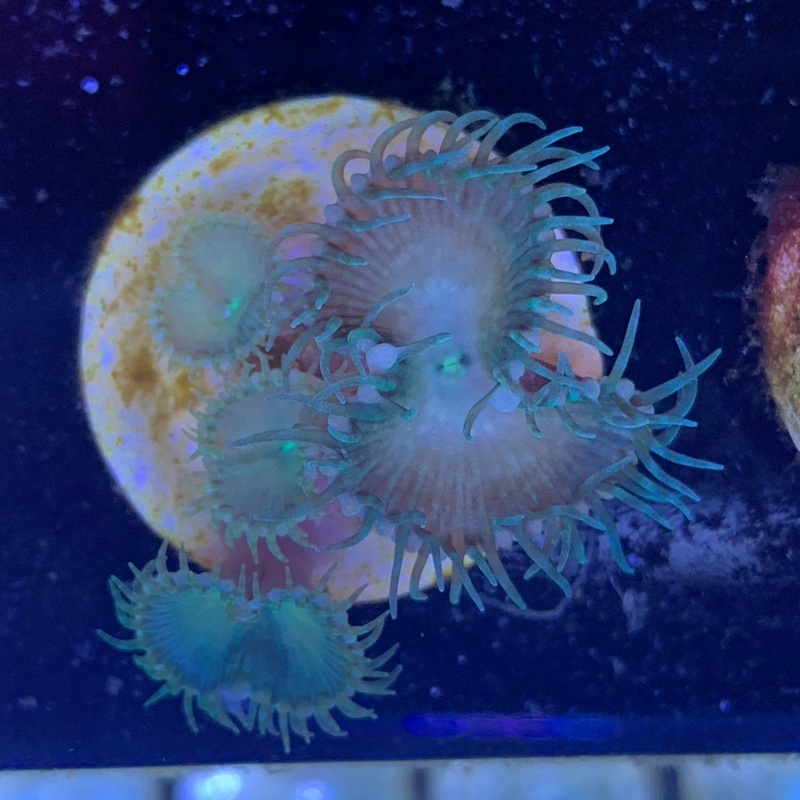 4 Polyp Paly Zoa frag