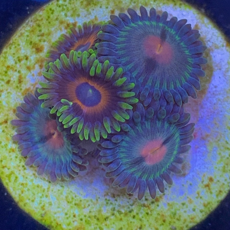 5 Polyp mixed Zoa frag
