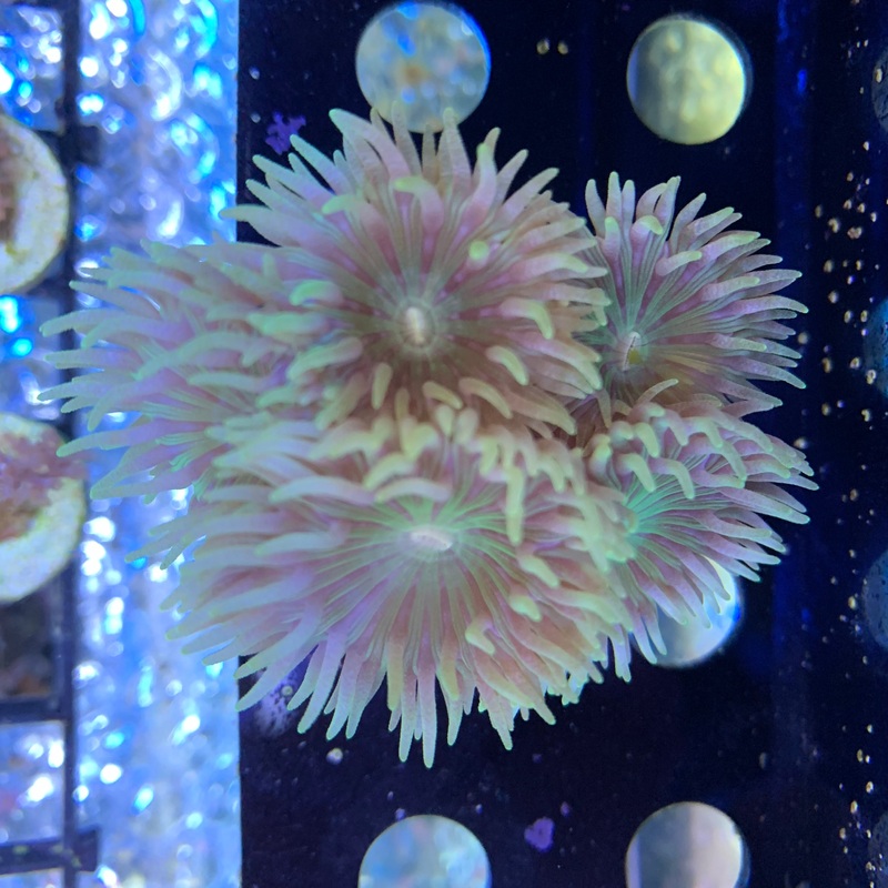 6 Head Duncan
