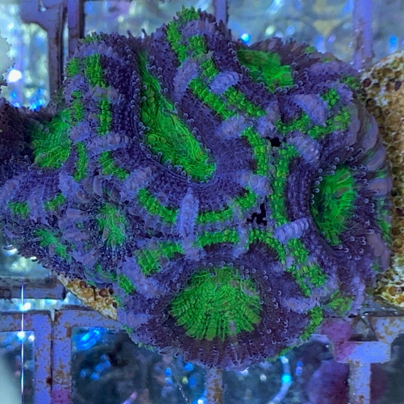 7 Head Acan Frag