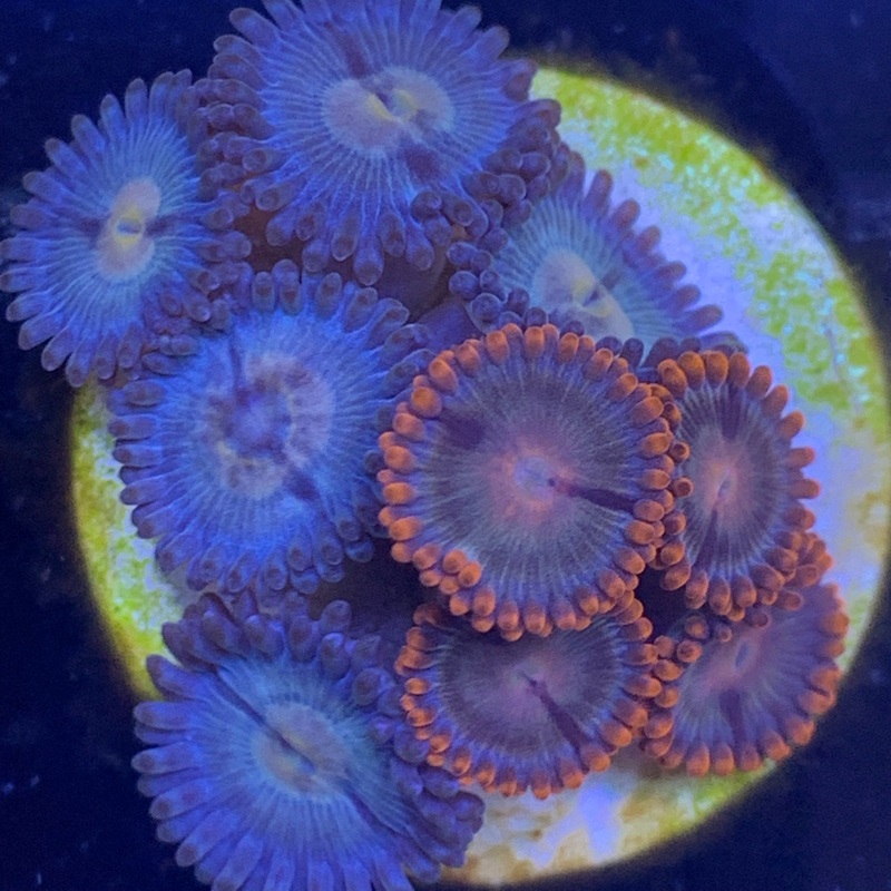 9 Polyp mixed Zoa frag
