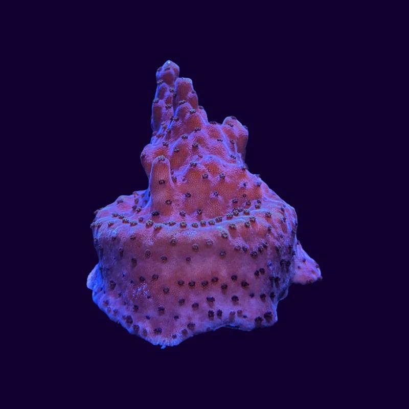 Acropora sp. medium frag (UK Grown)