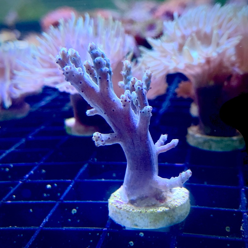 Aqua Blue Sinularia Leather Coral