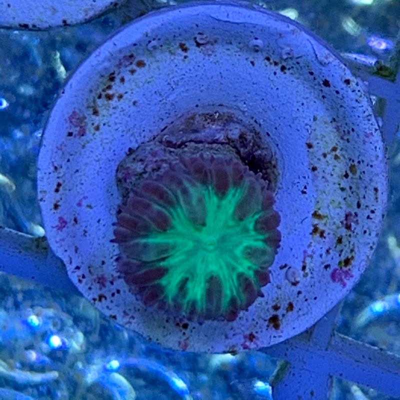Blastomussa Merletti