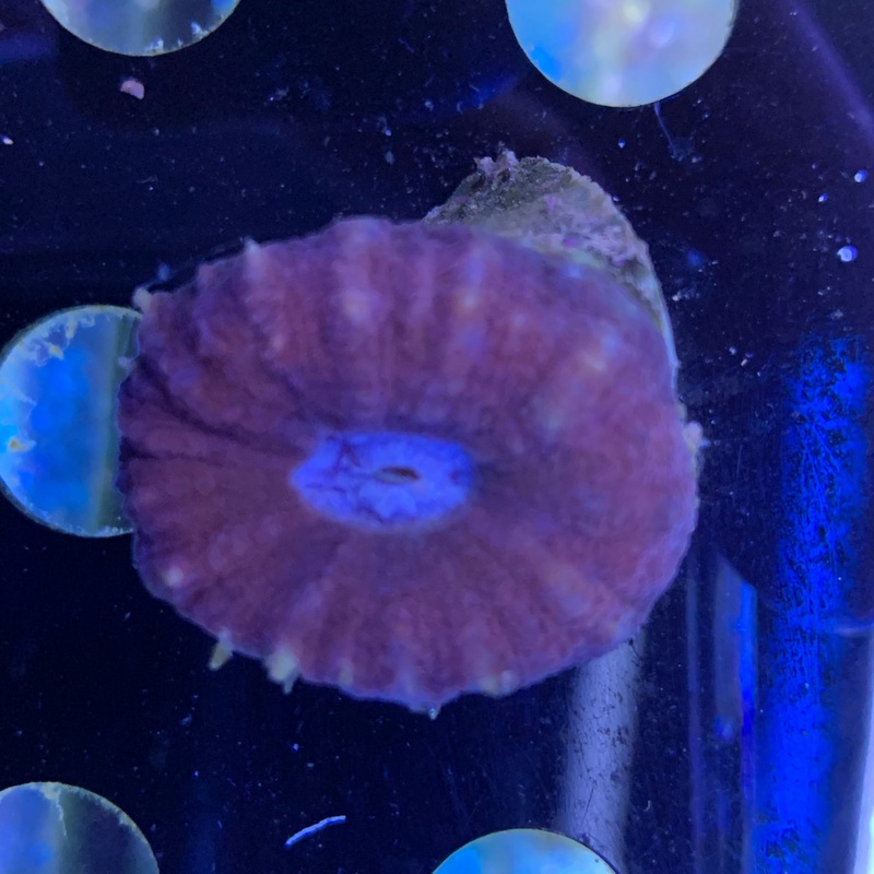 Blue Mouth Lobophyllia