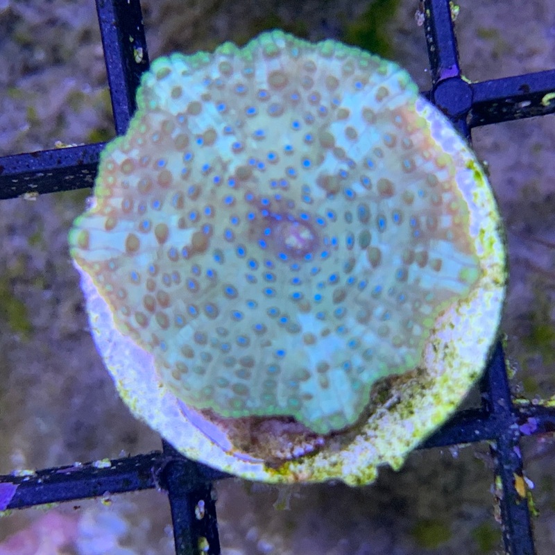 Blue Spot Grey Mushroom