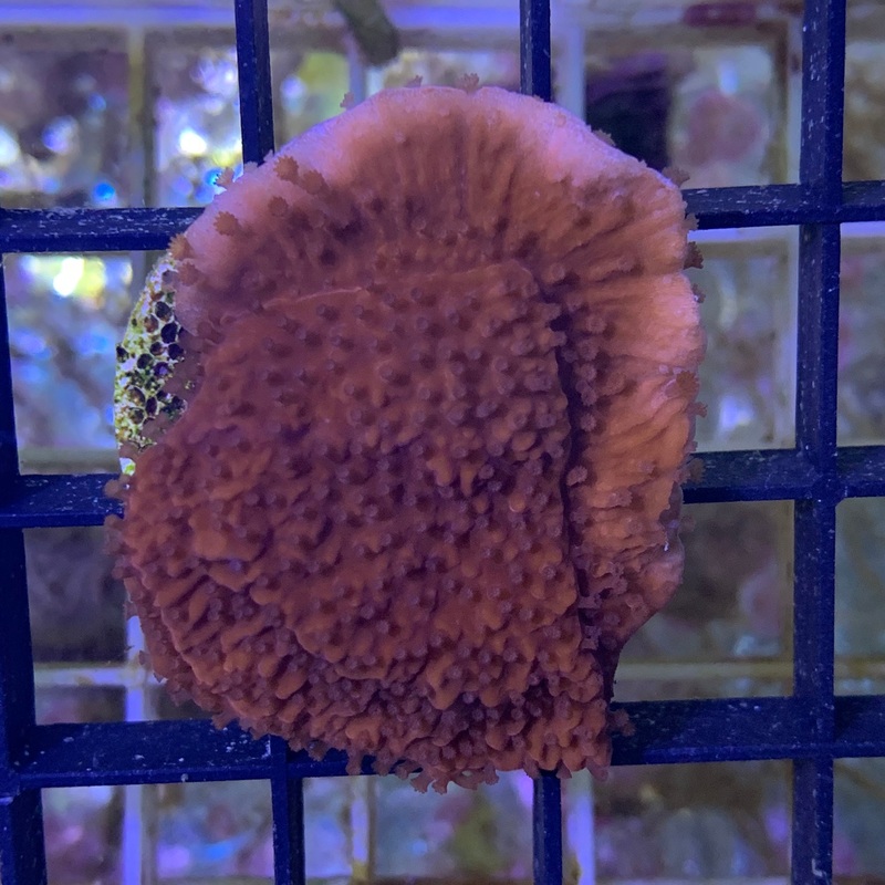Deep Red plating Montipora