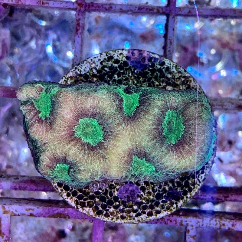 Favia Coral