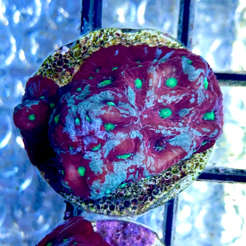 Favites Pentagona War Coral