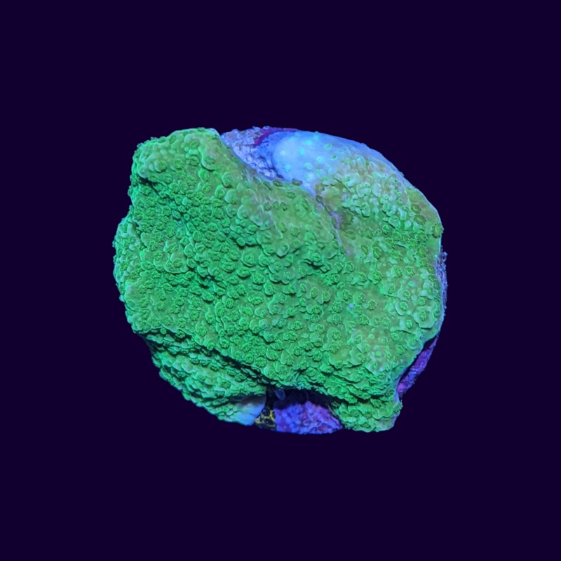 Green Montipora Cap medium (UK Grown)
