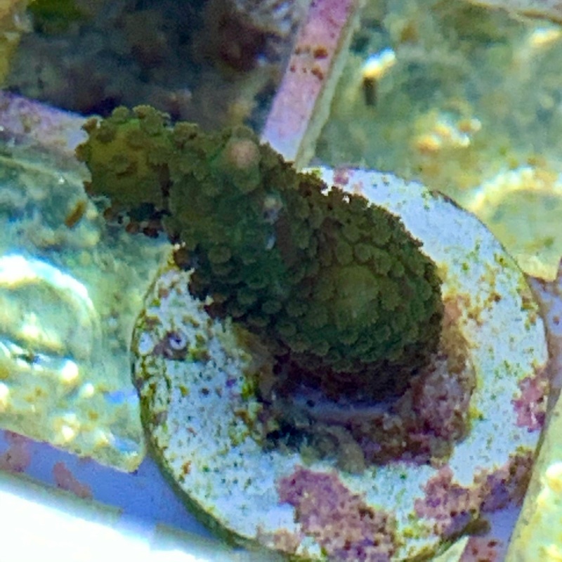 Green Montipora digitata