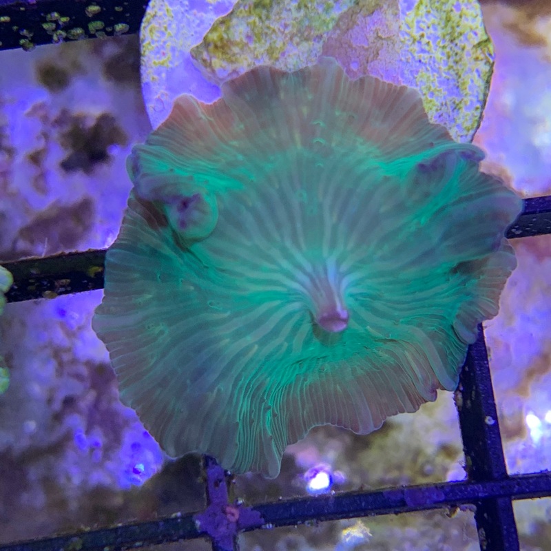 Green Mushroom