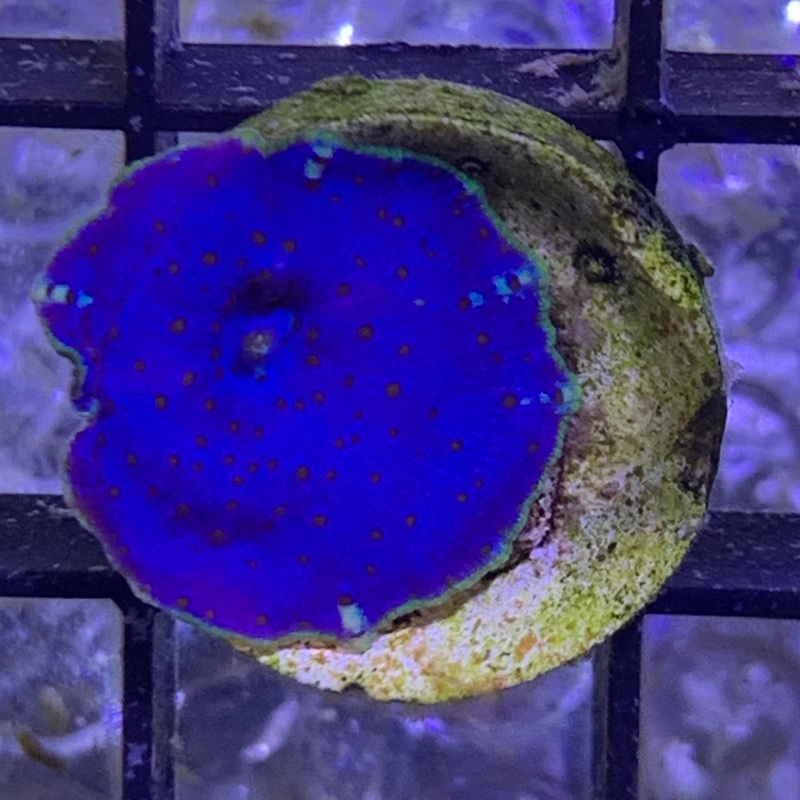 Green Rimmed Electric Blue Mushroom