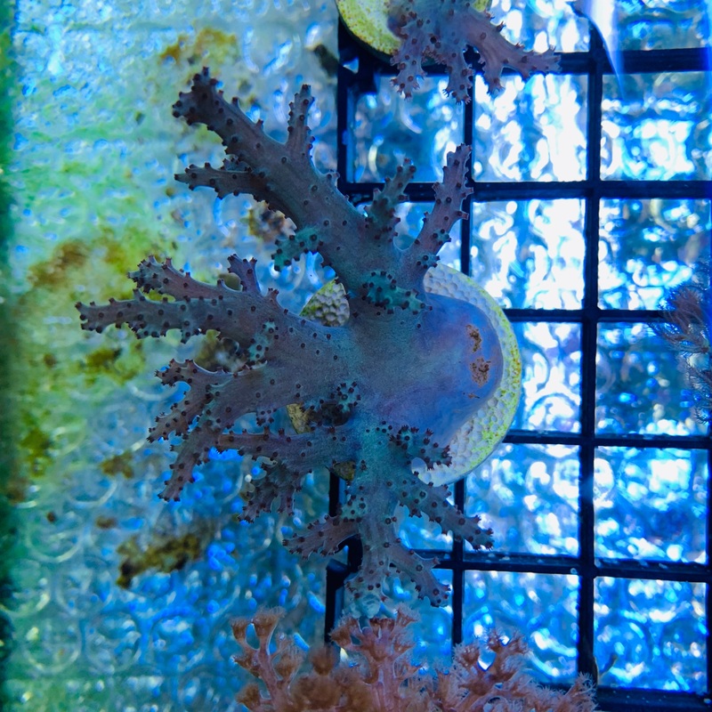 Green Sinularia Leather Coral