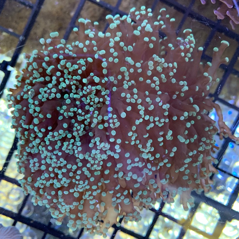 Green Wall Frogspawn Large