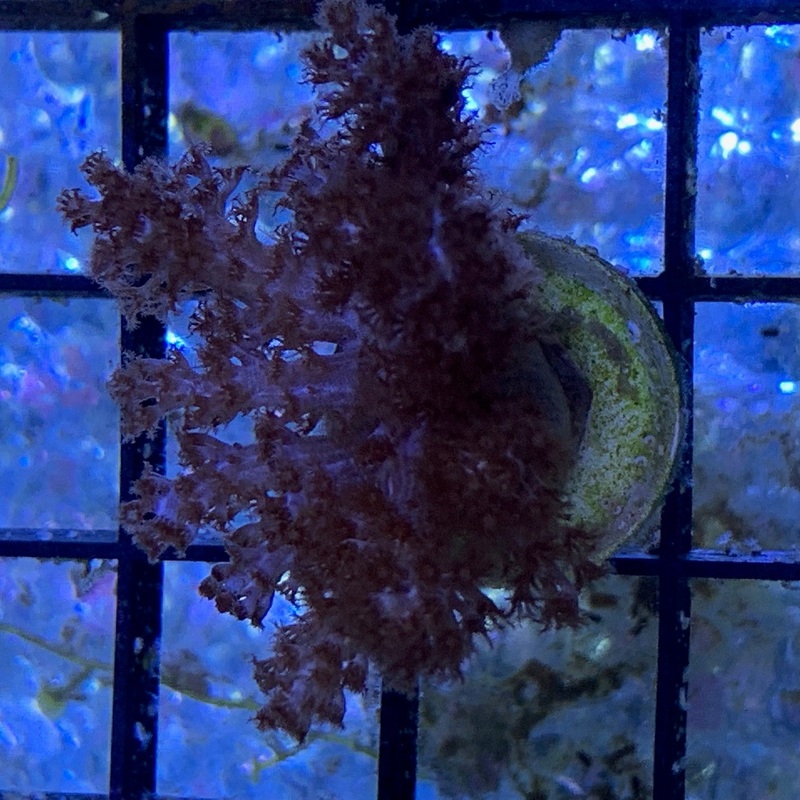 Kenya Tree Coral