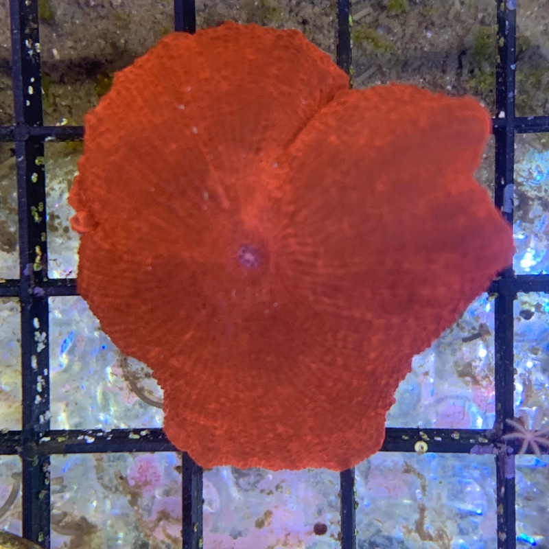 Large Red Mushroom