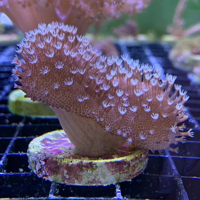 Leather Coral