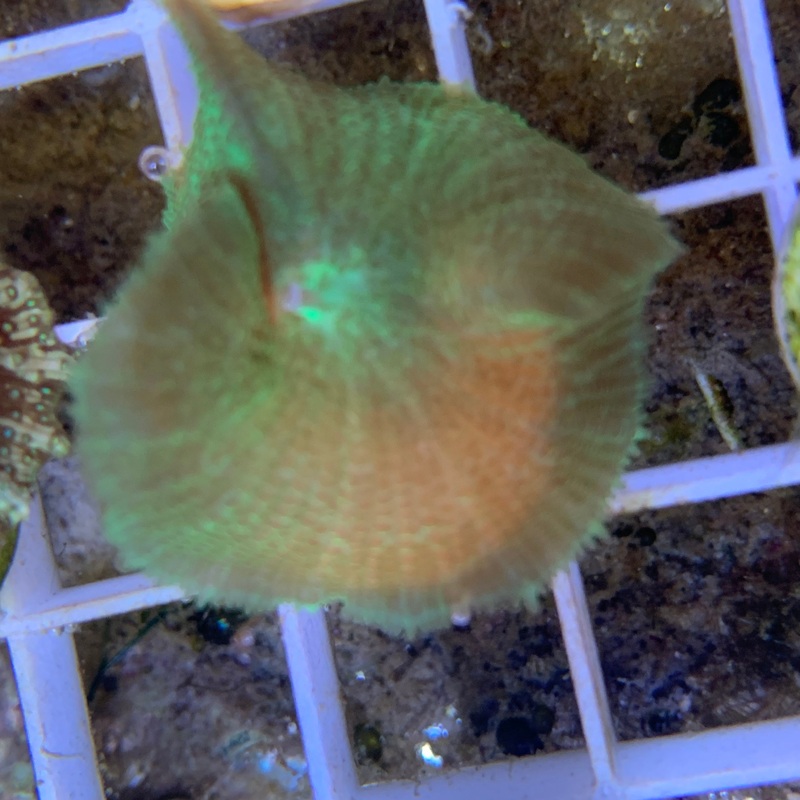 Neon Green Mushroom