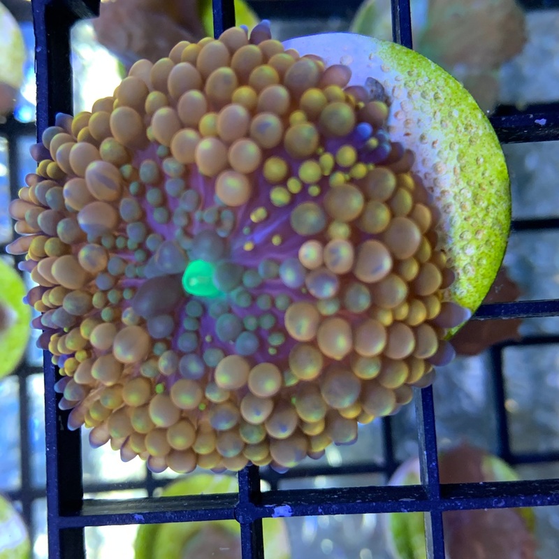 Orange Ricordea Florida