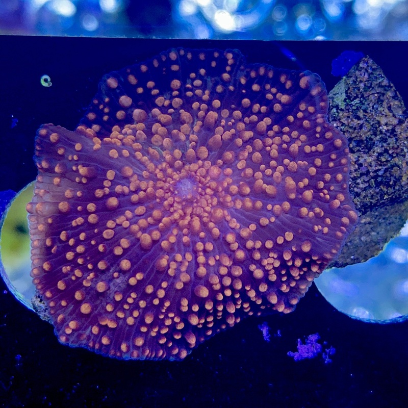Orange Speckled Red Mushroom