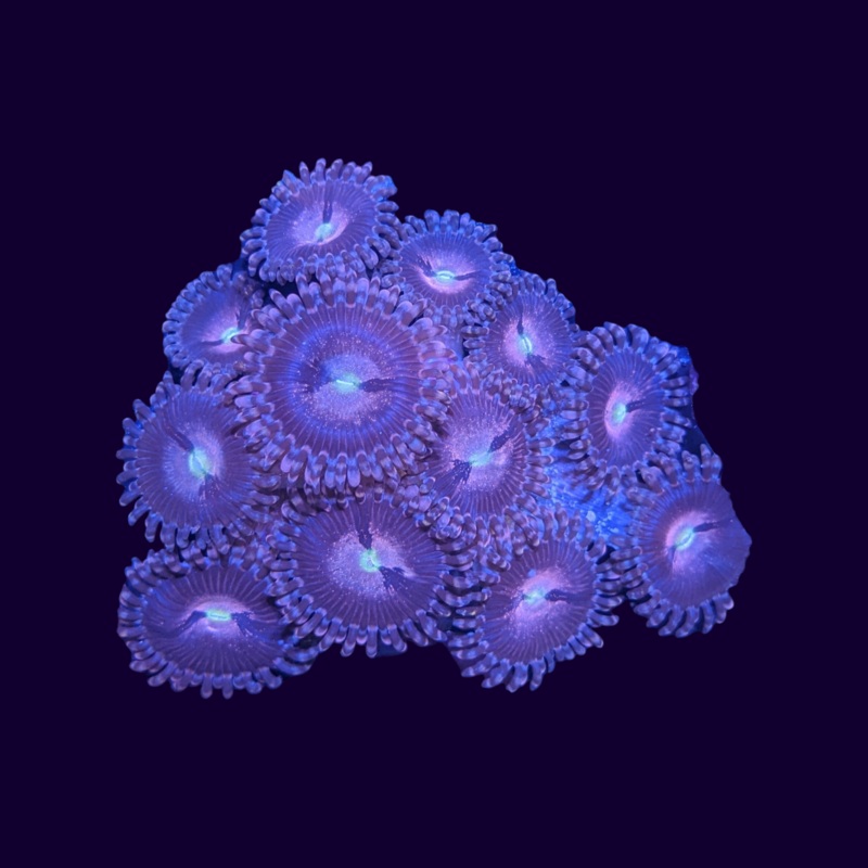 Purple Bee Zoa Frag 6 polyp (UK Grown)