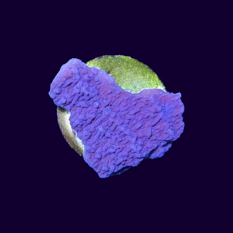 Purple Montipora (UK Grown)