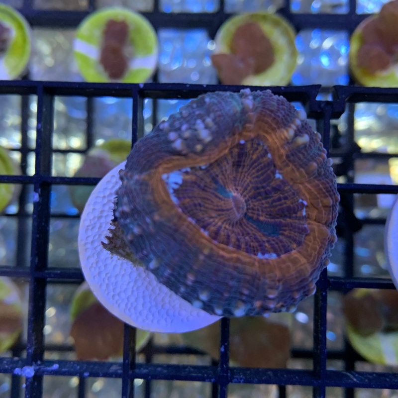 Rainbow Lobophyllia