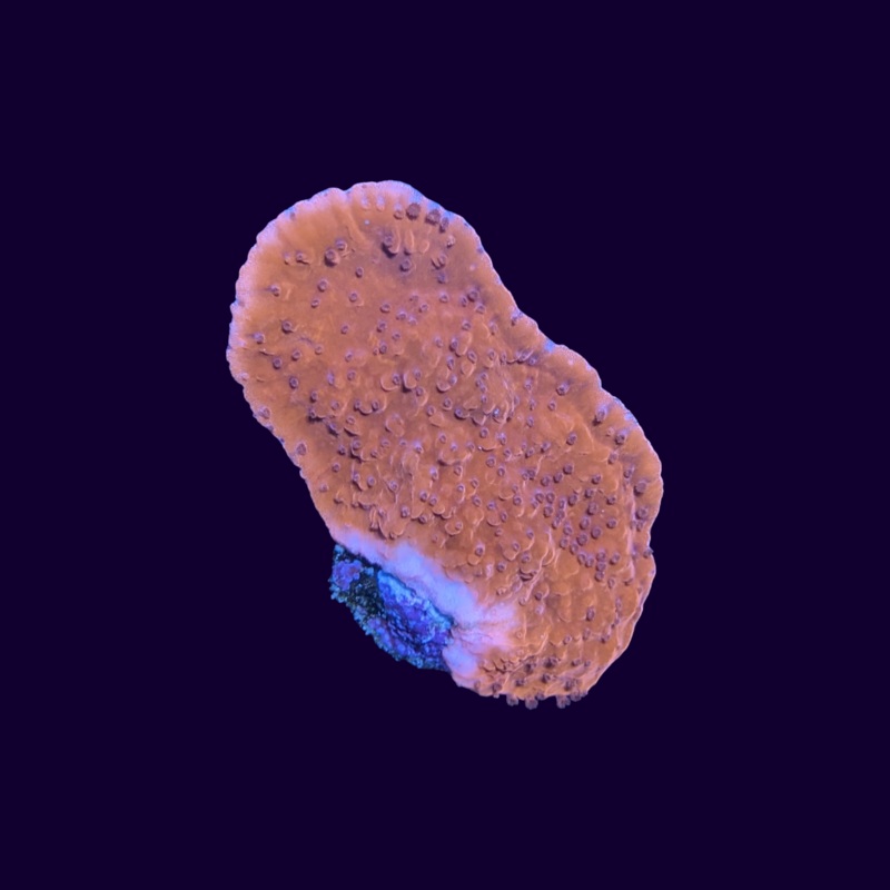 Red Montipora