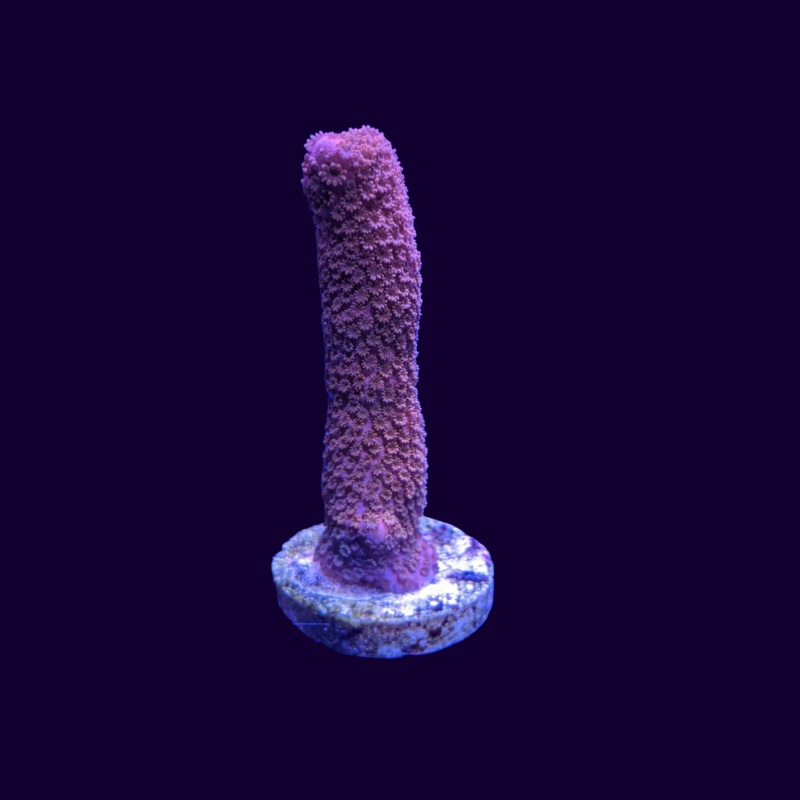 Red Montipora Digitata medium (UK Grown)