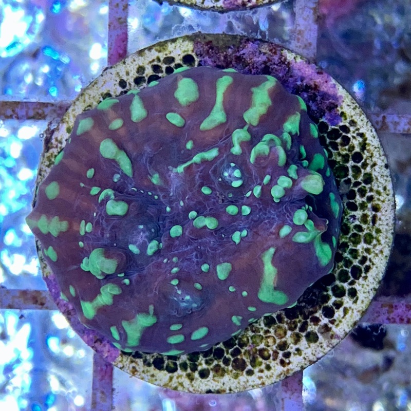 Toxic Green Chalice (Large Plug)