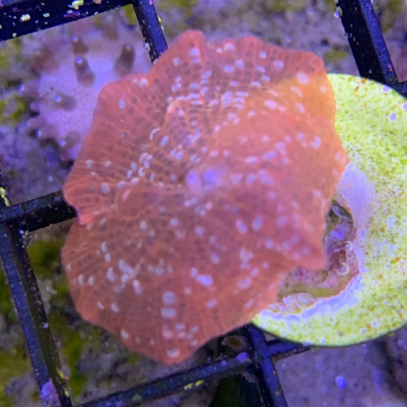 White Spot Rusty Red Mushroom