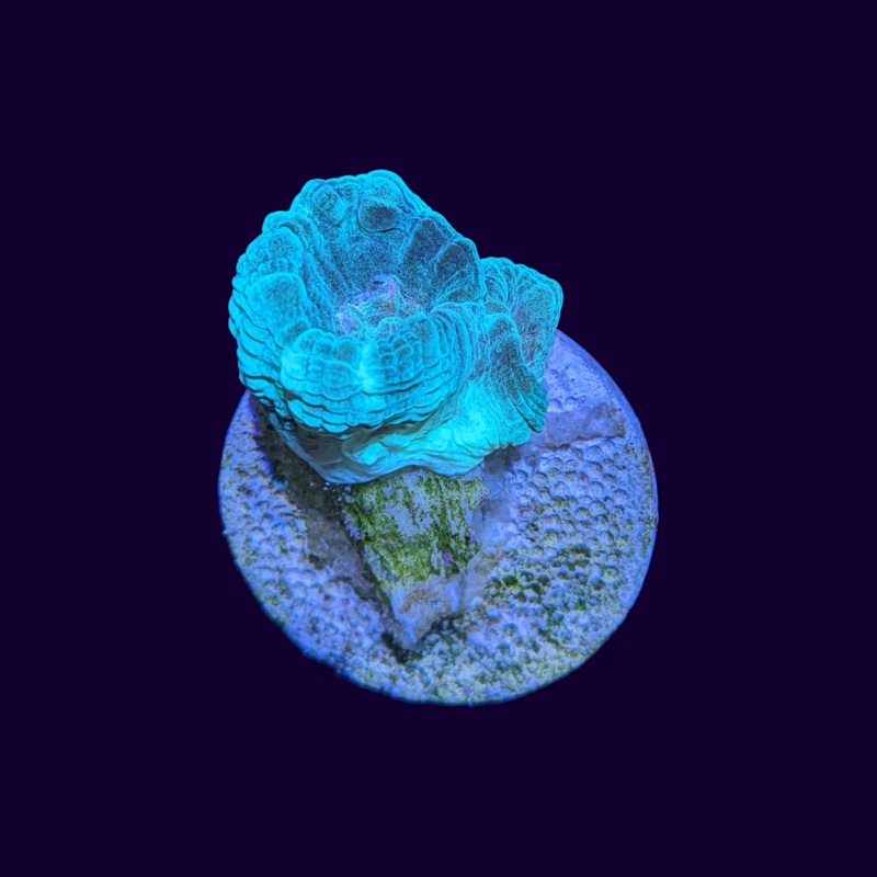 2 Head Blue-Green Candy Cane