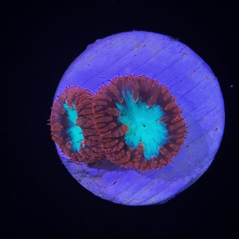 2 Head Red / Green Blastomussa