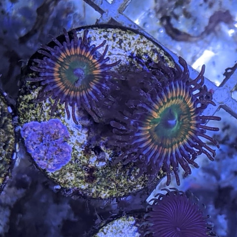 2 polyp Sunny D Zoa frag